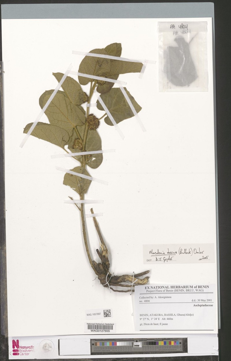 Gongronemopsis obscura photo 2