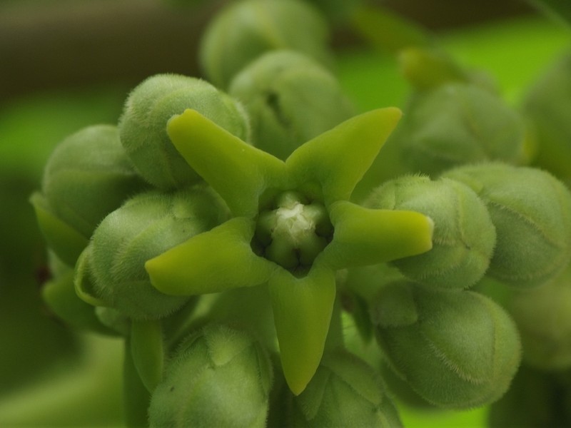 Gongronemopsis tenacissima