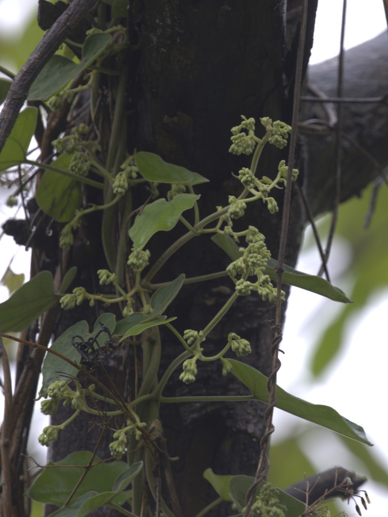 Gongronemopsis tenacissima photo 4