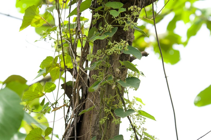 Gongronemopsis tenacissima photo 6