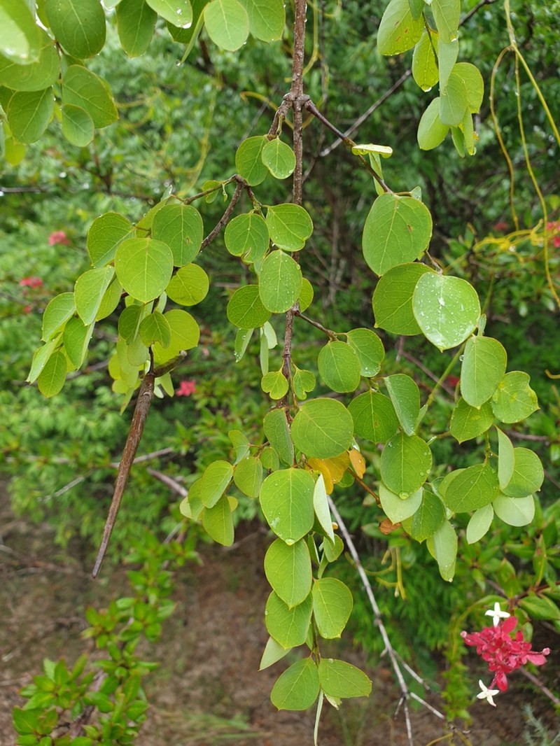 Gongronemopsis truncata