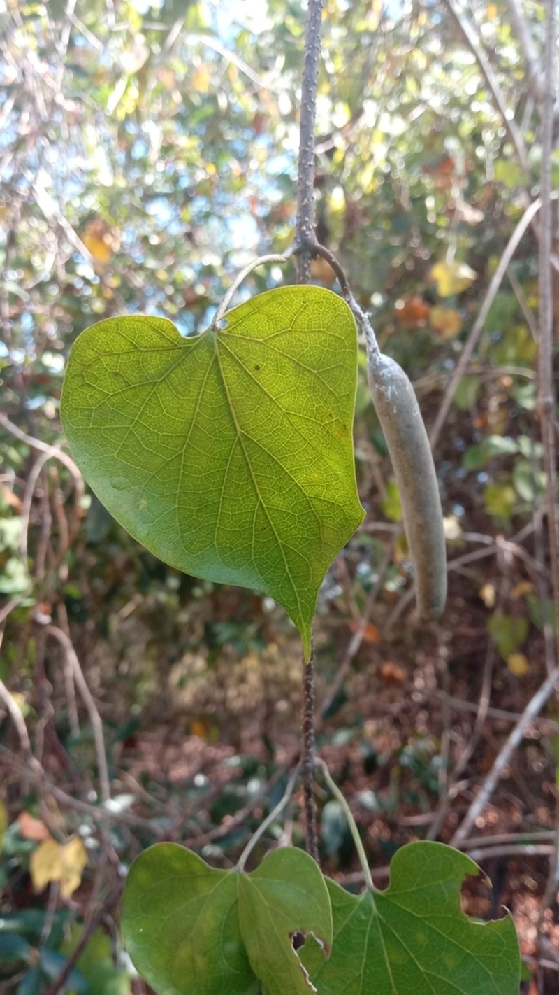 Gongronemopsis truncata photo 2
