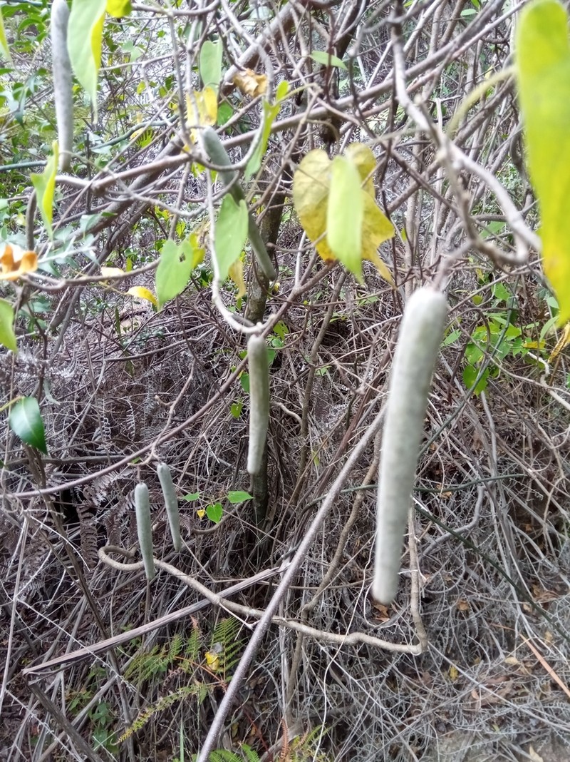 Gongronemopsis truncata photo 3
