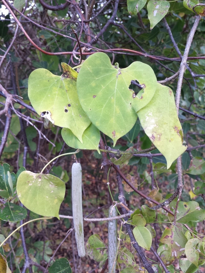 Gongronemopsis truncata photo 4
