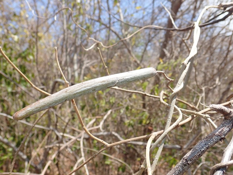Gongronemopsis truncata photo 5