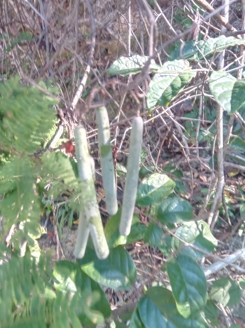 Gongronemopsis truncata photo 6