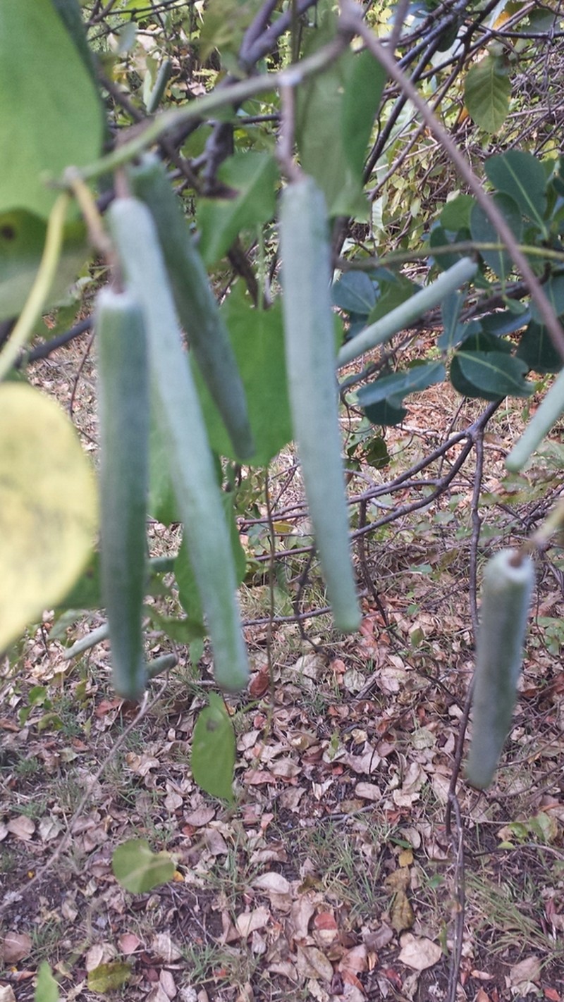 Gongronemopsis truncata photo 8