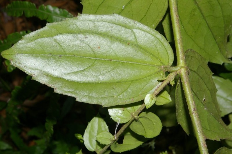 Gongrostylus costaricensis