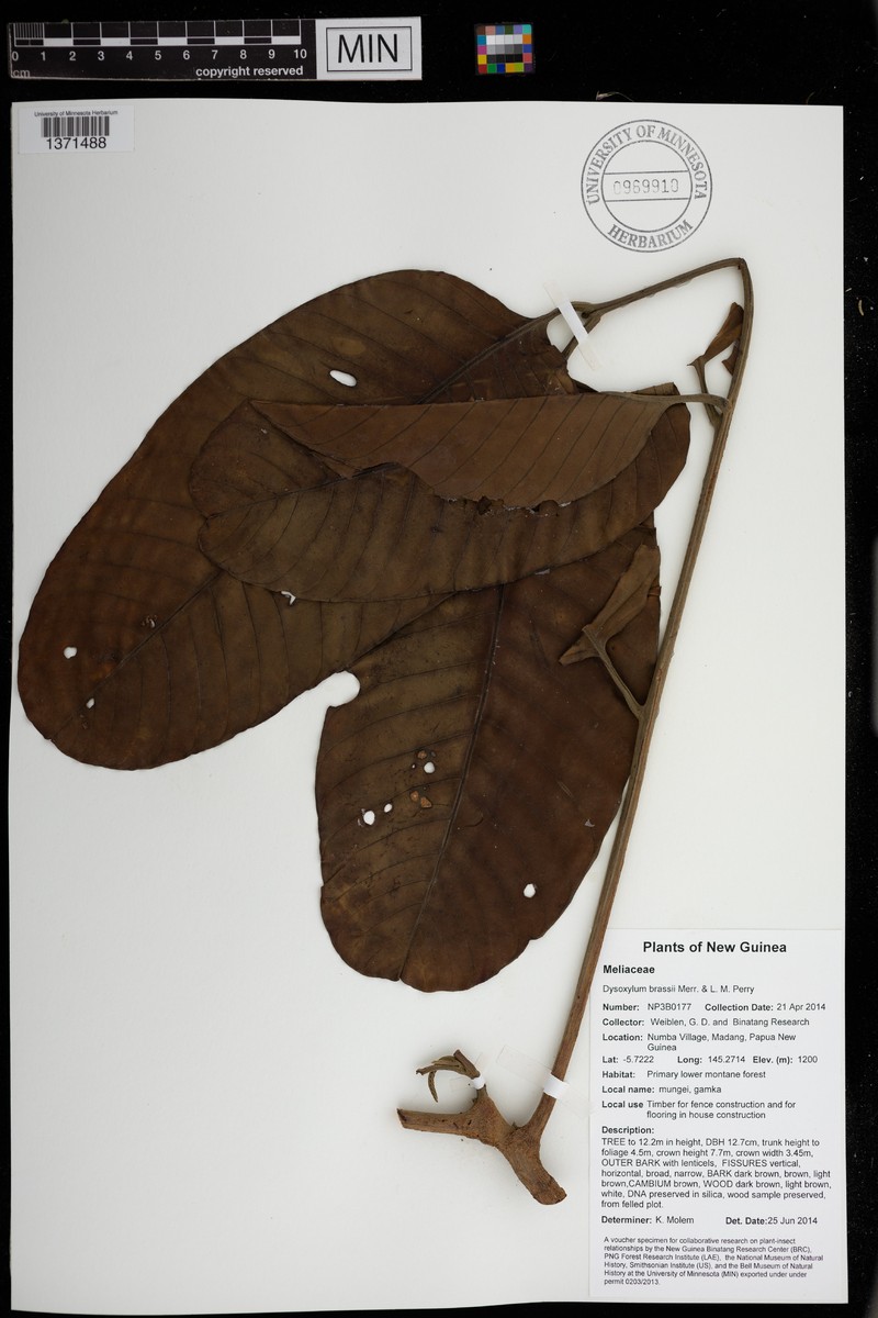 Goniocheton brassii