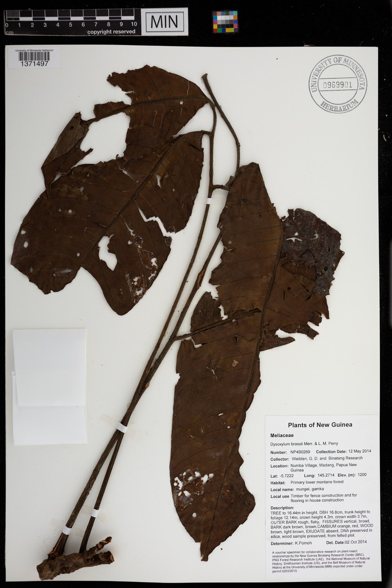 Goniocheton brassii photo 2