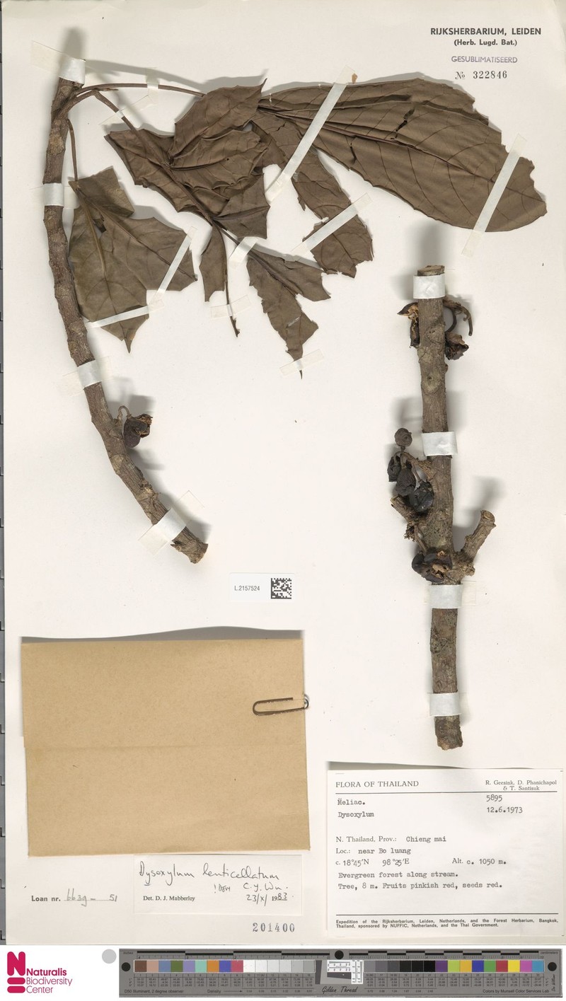 Goniocheton lenticellatus
