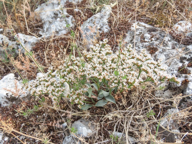Goniolimon tataricum subsp. italicum