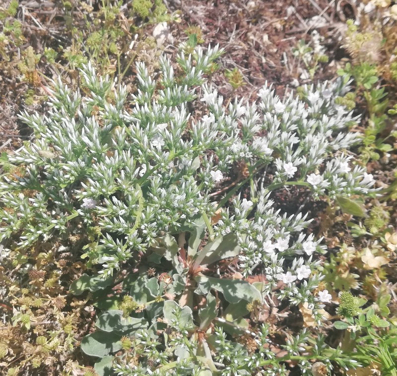 Goniolimon tataricum subsp. italicum photo 2