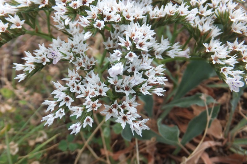 Goniolimon tataricum subsp. italicum photo 3
