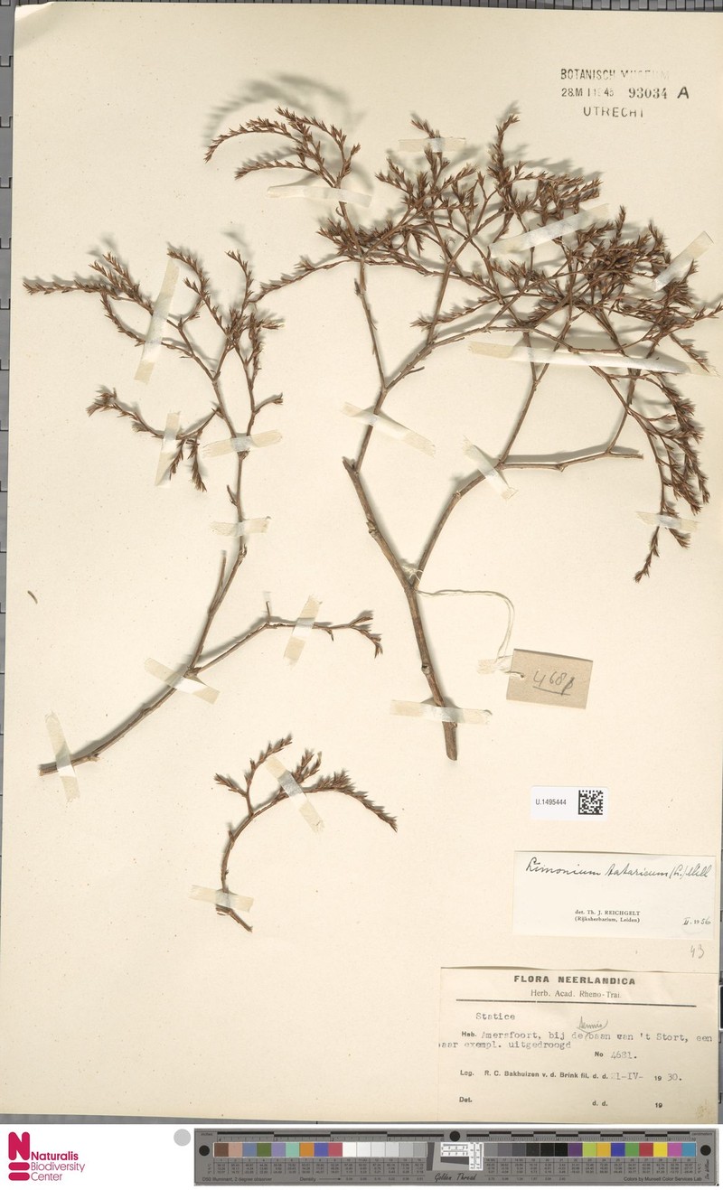 Goniolimon tataricum subsp. tataricum