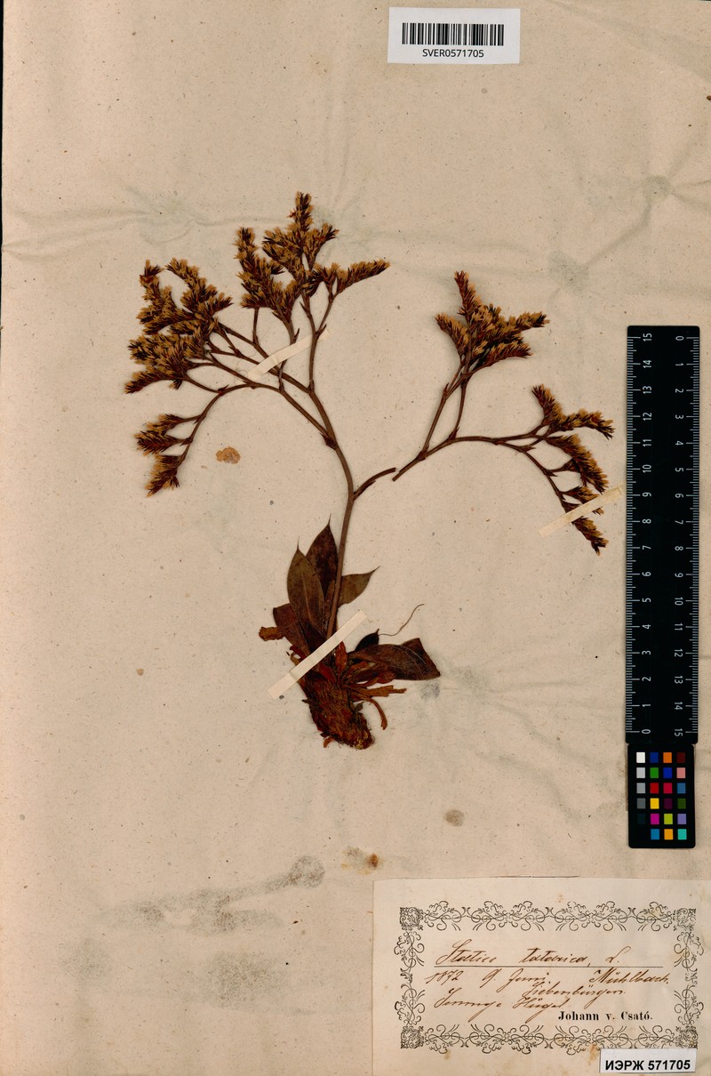Goniolimon tataricum subsp. tataricum photo 2