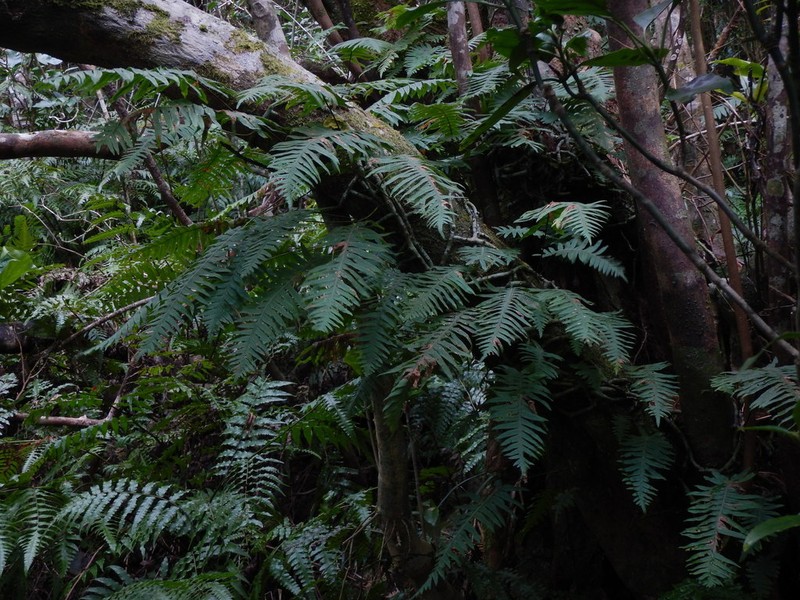Goniophlebium amamianum