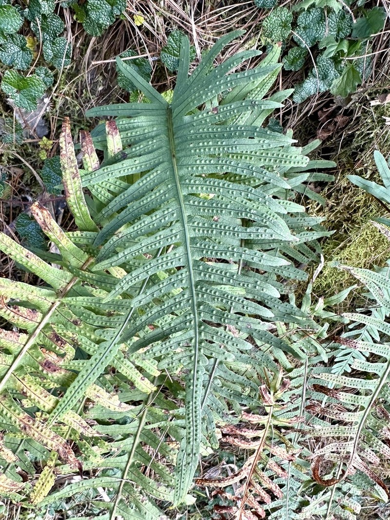 Goniophlebium amoenum photo 2
