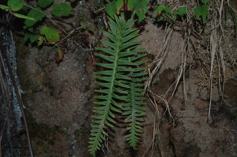 Goniophlebium amoenum photo 3