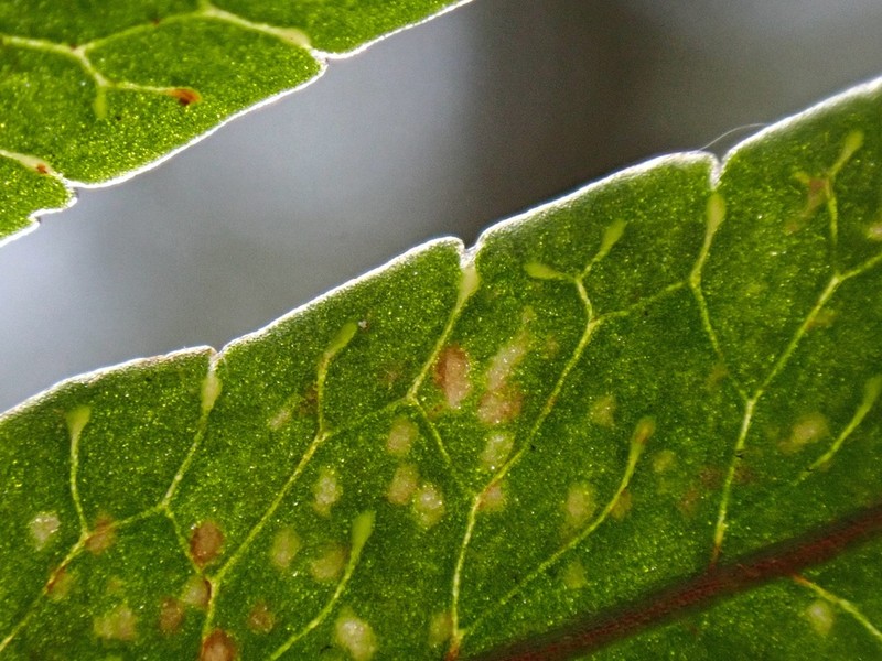 Goniophlebium amoenum photo 4