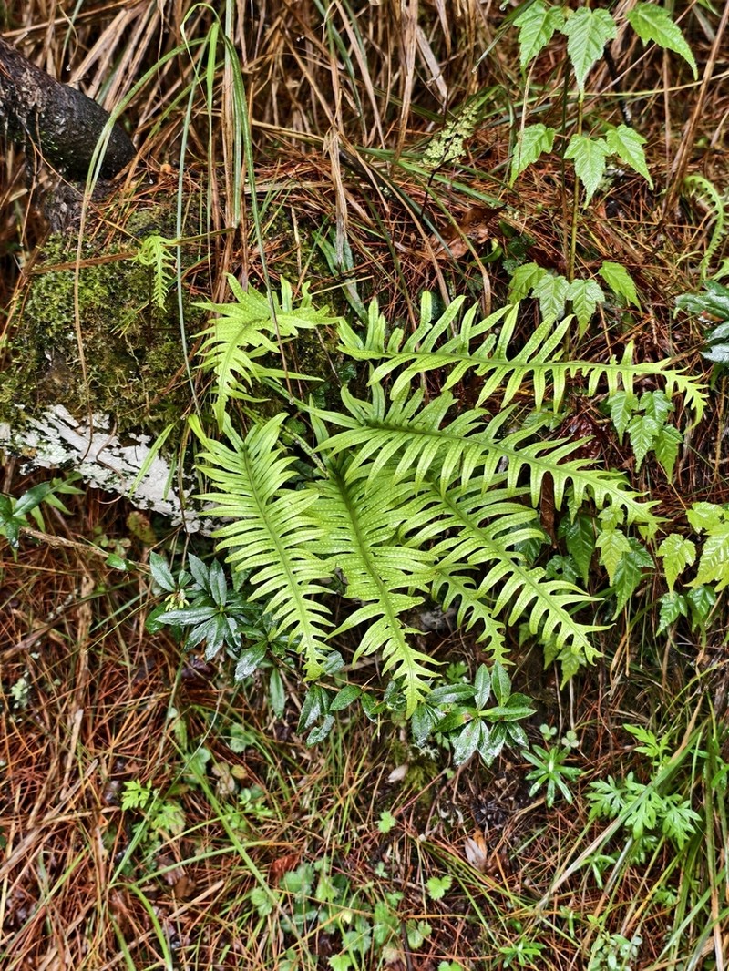 Goniophlebium amoenum photo 6