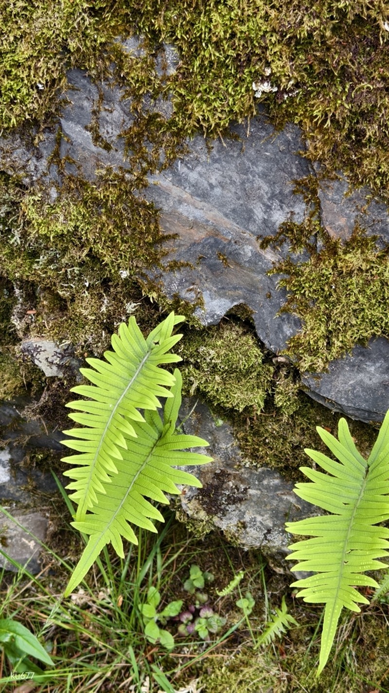 Goniophlebium amoenum photo 8
