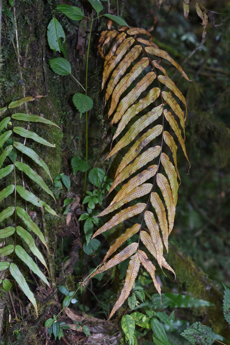 Goniophlebium argutum photo 2