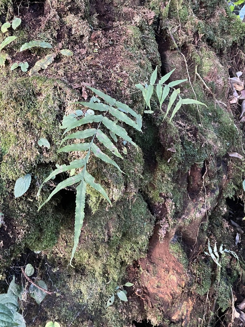 Goniophlebium argutum photo 3