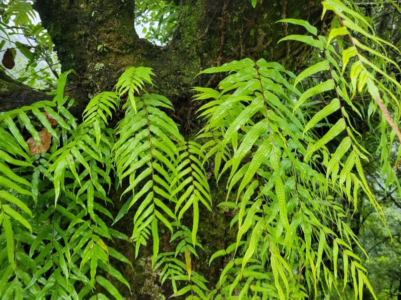 Goniophlebium argutum photo 5