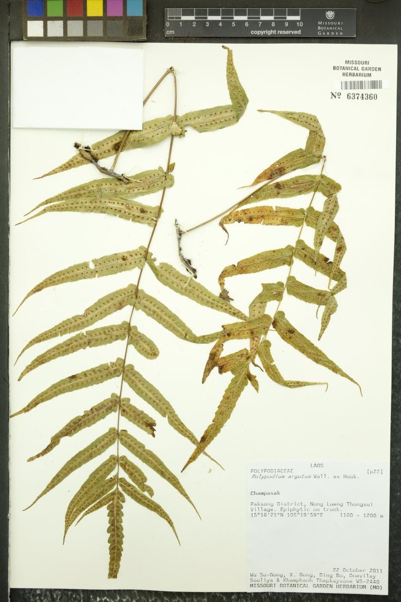 Goniophlebium argutum photo 6