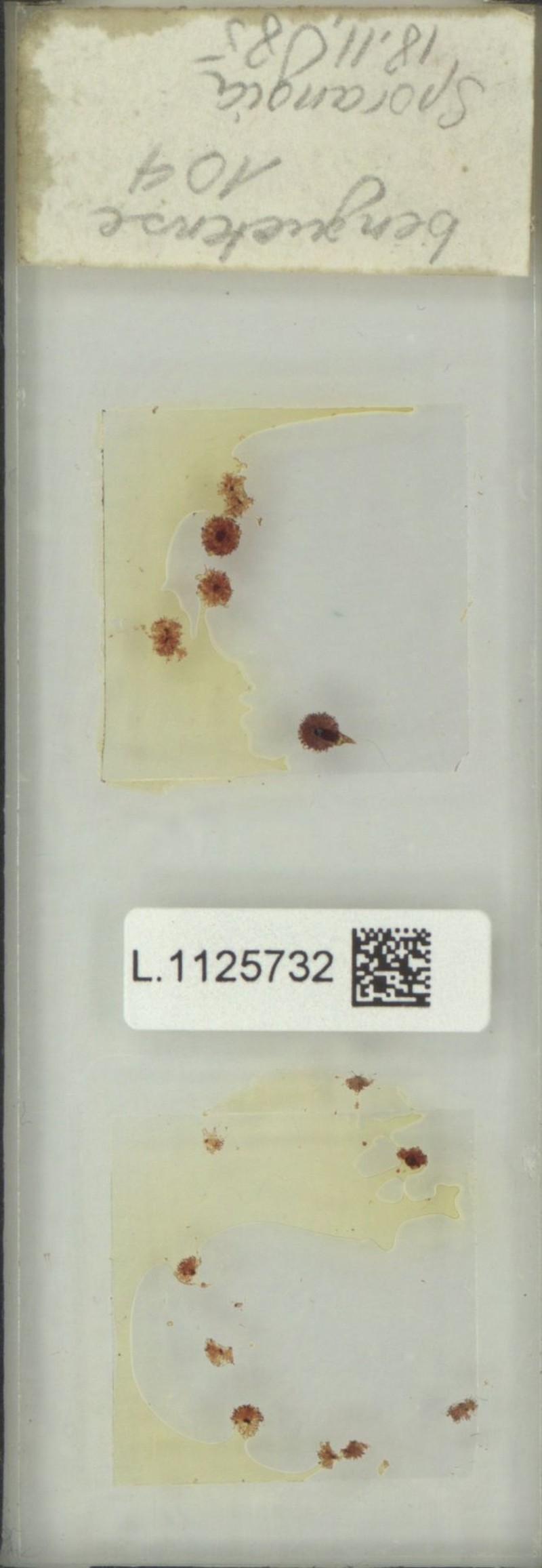 Goniophlebium benguetense photo 2