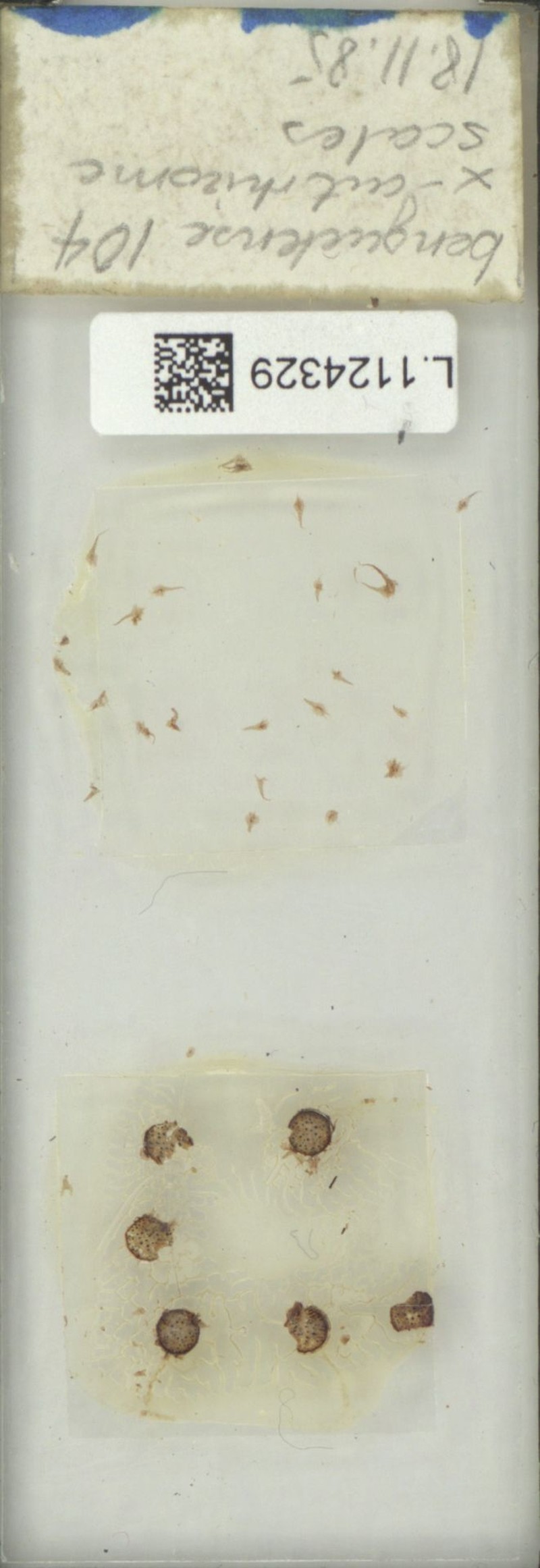 Goniophlebium benguetense photo 3