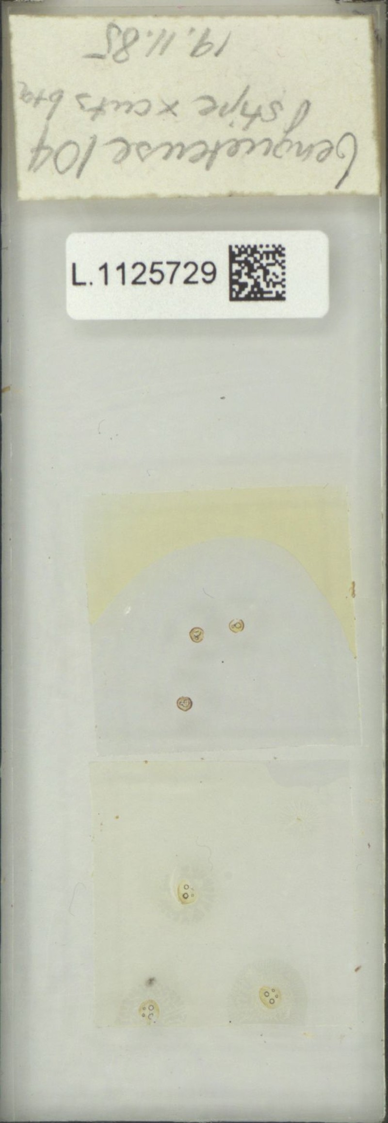 Goniophlebium benguetense photo 4