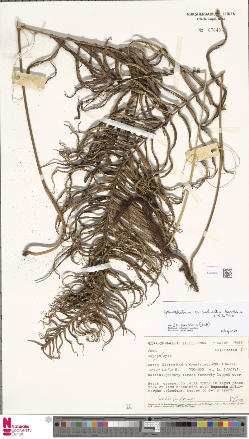 Goniophlebium coadunatum photo 2