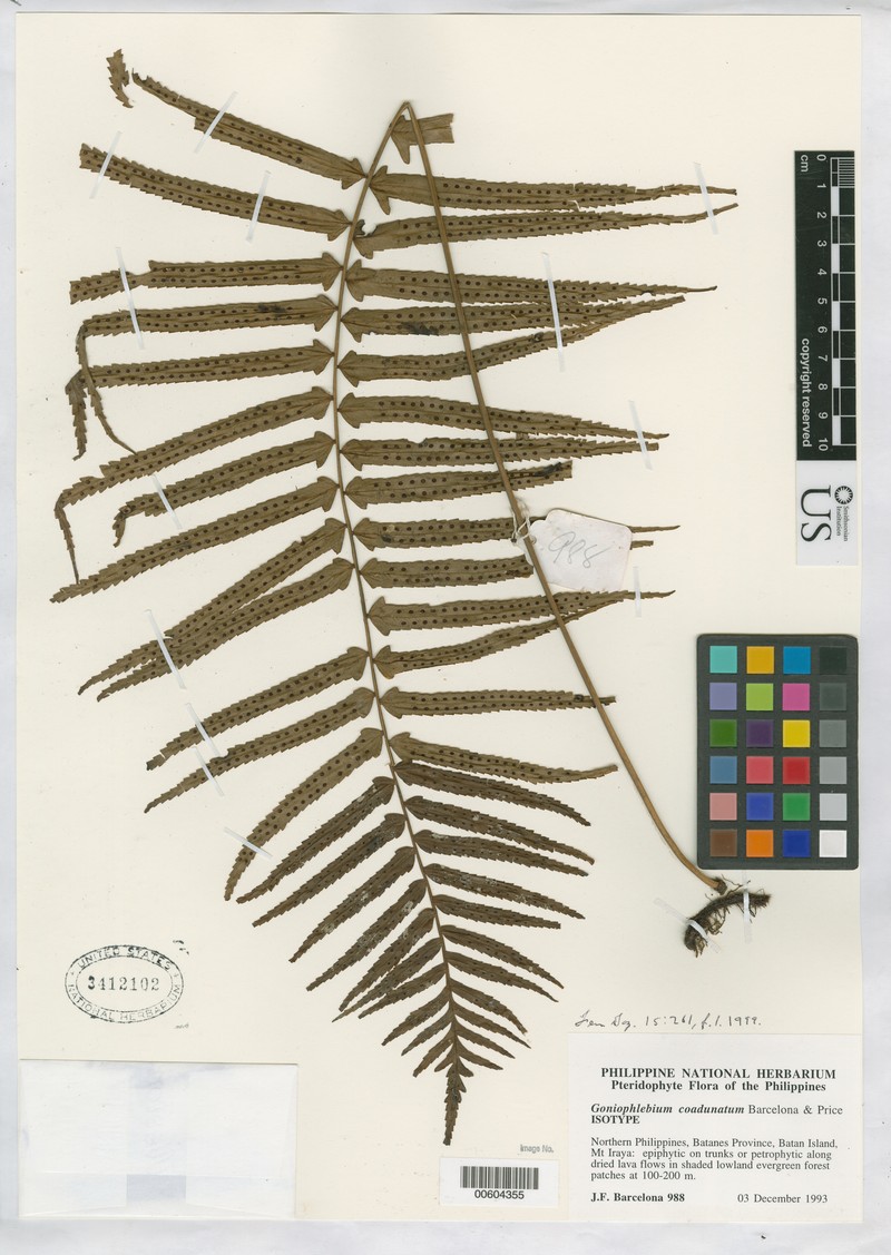 Goniophlebium coadunatum
