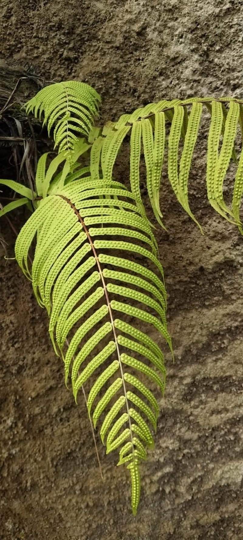 Goniophlebium demersum
