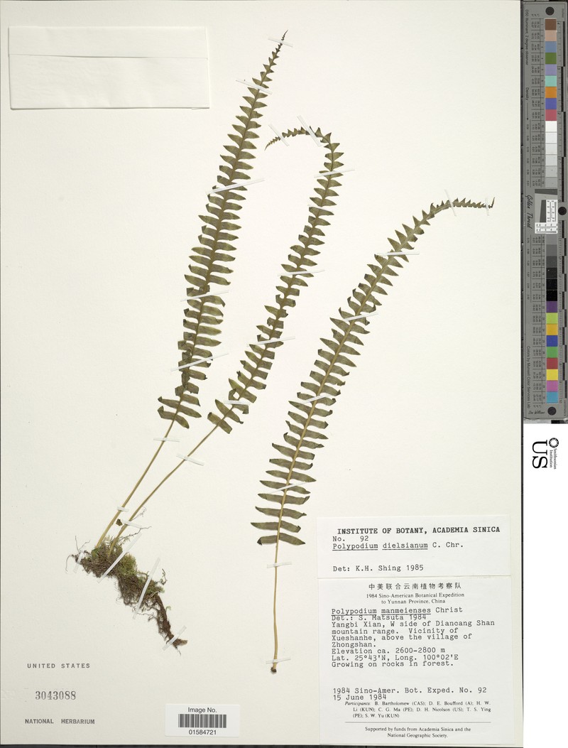 Goniophlebium dielsianum