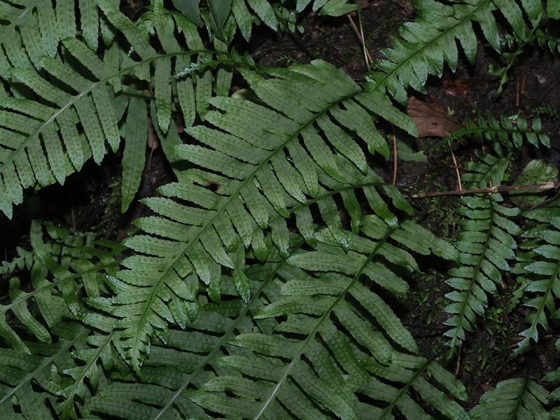 Goniophlebium fieldingianum