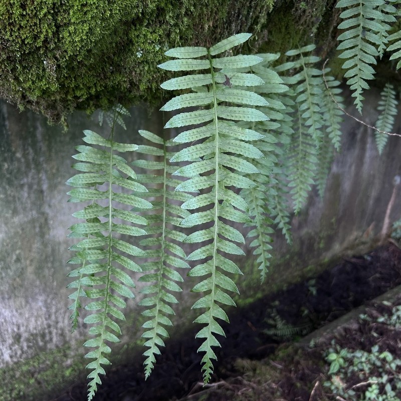 Goniophlebium fieldingianum photo 2