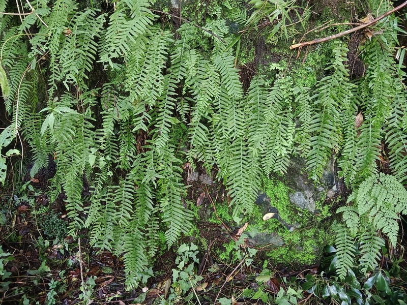Goniophlebium fieldingianum photo 3