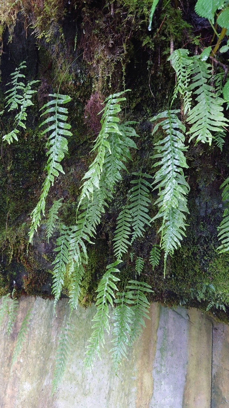 Goniophlebium fieldingianum photo 4