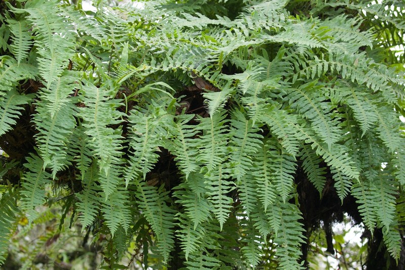Goniophlebium fieldingianum photo 5