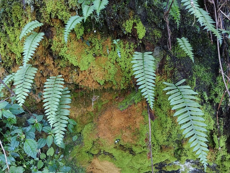 Goniophlebium fieldingianum photo 7