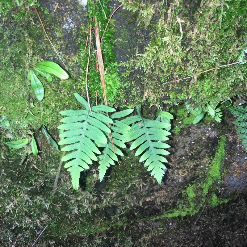 Goniophlebium fieldingianum photo 8
