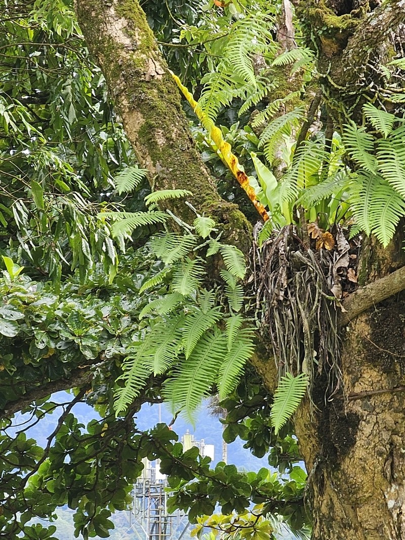 Goniophlebium formosanum