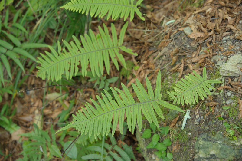 Goniophlebium formosanum photo 2