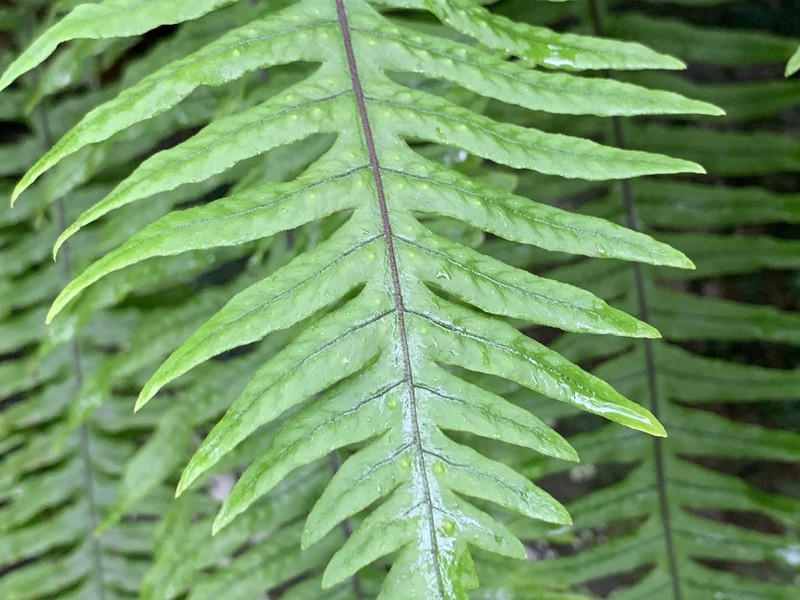 Goniophlebium formosanum photo 3
