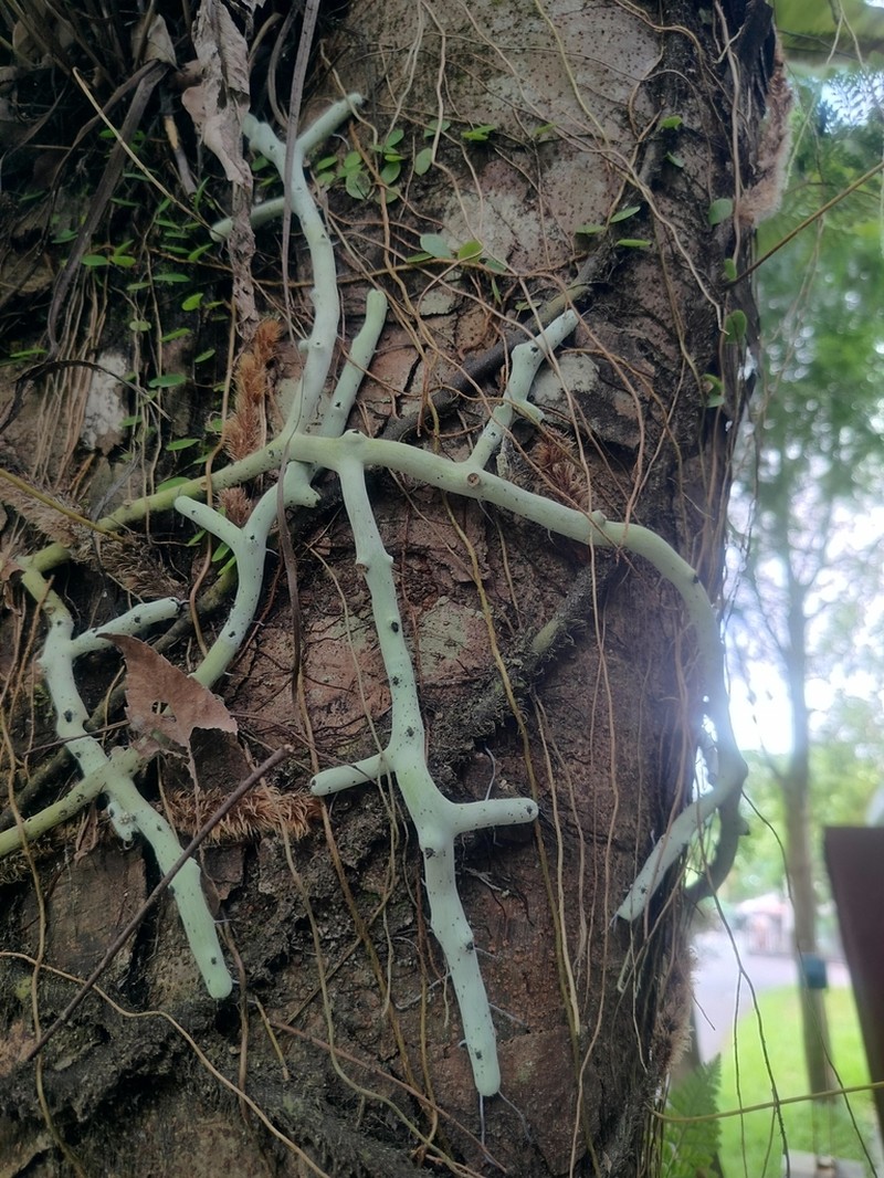 Goniophlebium formosanum photo 4