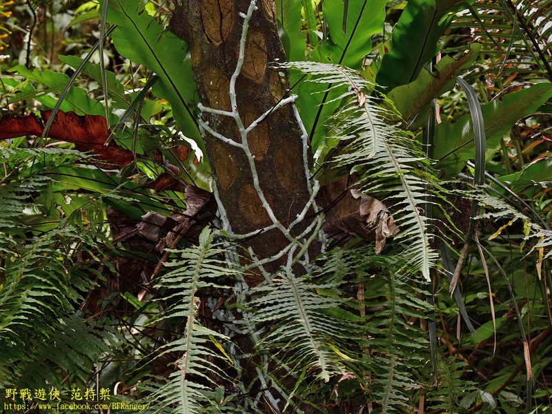 Goniophlebium formosanum photo 5