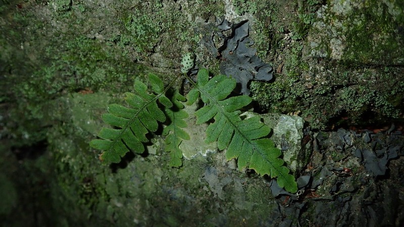 Goniophlebium formosanum photo 6